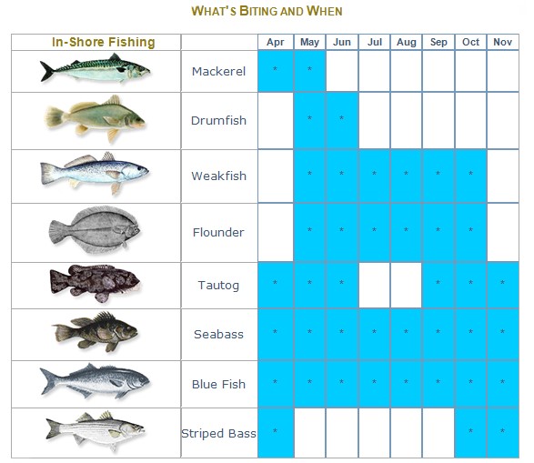 Vfish Size Chart